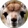 Aldara Collet profile picture